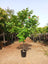 Cordia Tree Orange Flower in Dubai | شجرة الكورديا ذات الأزهار البرتقالية | Nice Dream Landscape