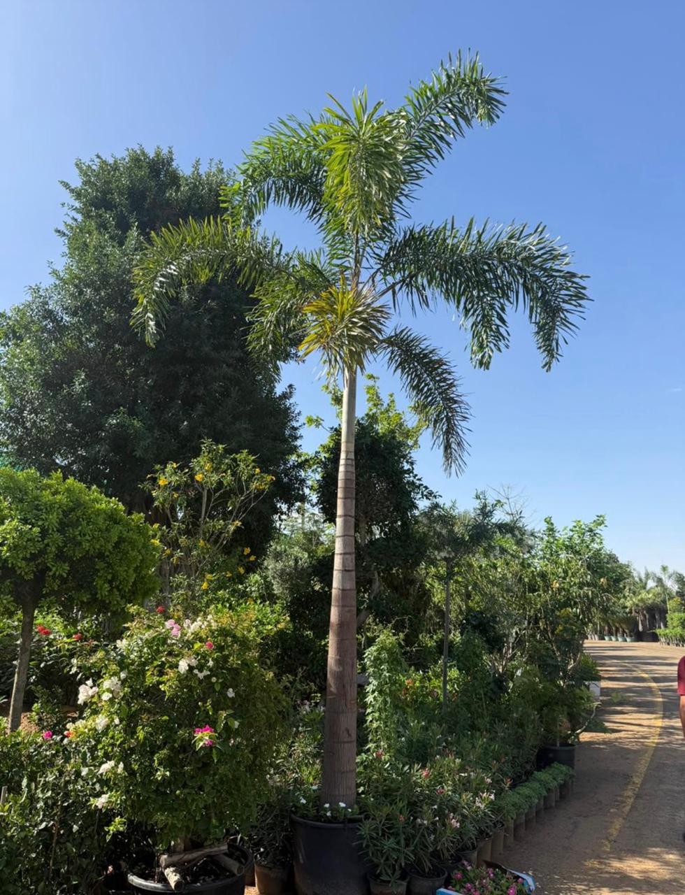 Foxtail Palm in Dubai | نخلة ذيل الثعلب