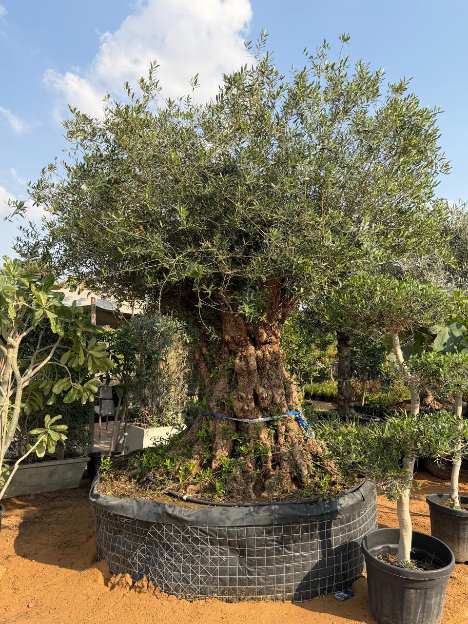 Unique & Old Olive Tree | شجرة زيتون قديمة ونادرة