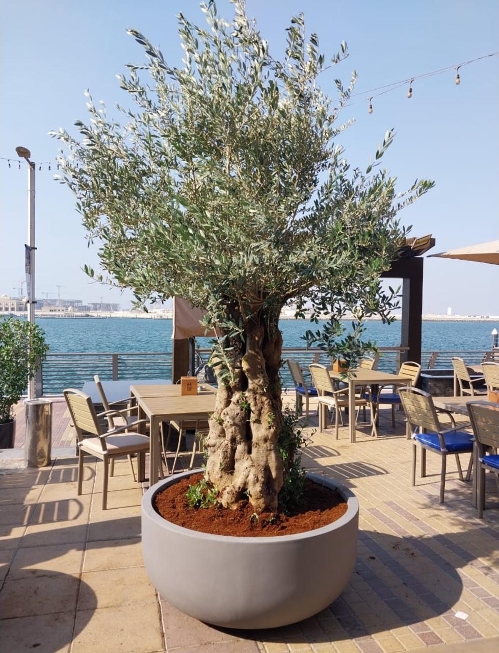 Olive Tree | شجرة الزيتون , Elegant Mediterranean Beauty for Your Dubai Garden