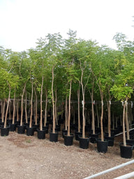 Millingtonia Tree  – 🇦🇪 شجرة الياسمين الهندي