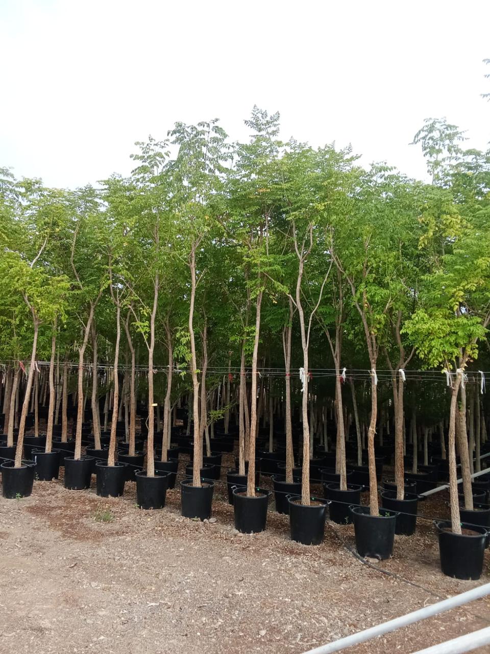 Millingtonia Tree  – 🇦🇪 شجرة الياسمين الهندي