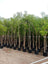 Millingtonia Tree  – 🇦🇪 شجرة الياسمين الهندي