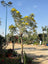 Yellow Tabebuia Tree | Trumpet Tree | شجرة التابوبيا الصفراء