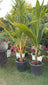 Coconut Palm | نخلة جوز الهند