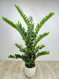 Artificial Zamia ZZ Plant Dubai — Realistic Faux Indoor Plant for Home & Office UAE | NiceDream Landscape