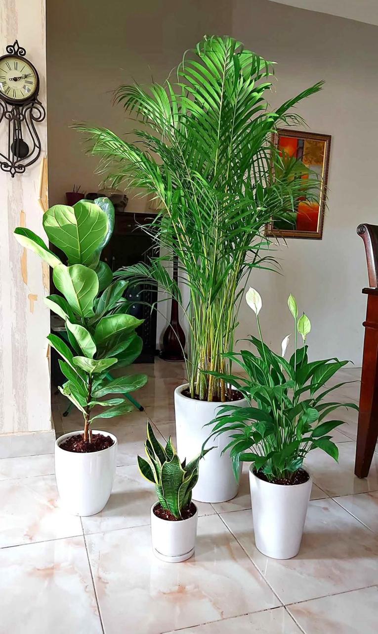 Pack Of 4 Best indoor Plants Areca Palm, peacelily, Ficus Lyrata, snake plant