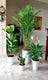 Pack Of 4 Best indoor Plants Areca Palm, peacelily, Ficus Lyrata, snake plant