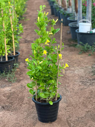 Yellow Mandevilla in Dubai UAE | Yellow Bell Climber