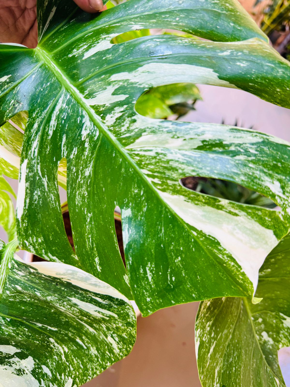 Buy Monstera Albo in Dubai UAE | Swiss Cheese Indoor Plant