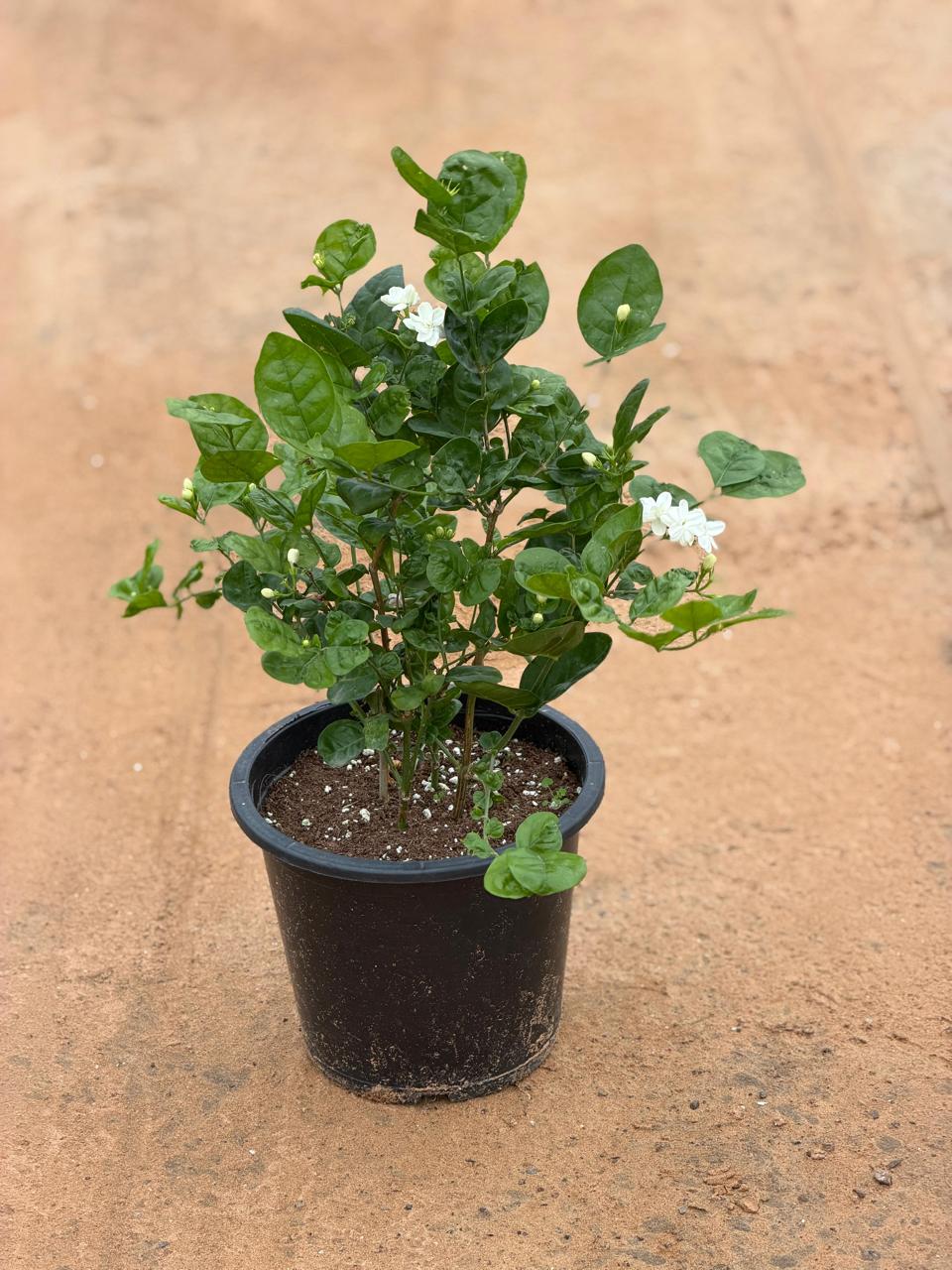 Buy Jasminum Sambac (Arabian Jasmine) | Outdoor Plants in Dubai