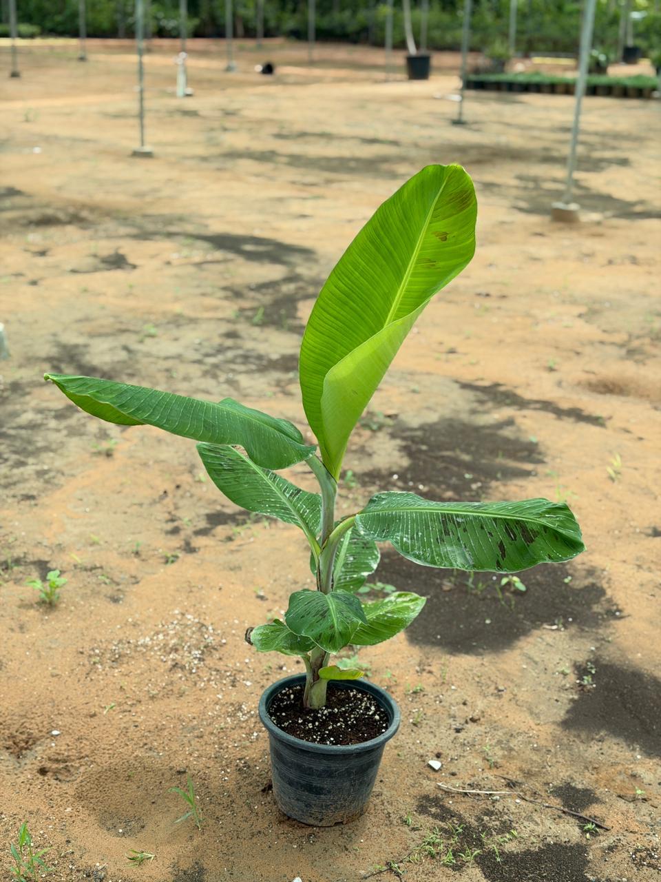 Buy Banana Plants (Musa) in Dubai UAE | Indoor Plants in Dubai