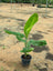 Buy Banana Plants (Musa) in Dubai UAE | Indoor Plants in Dubai